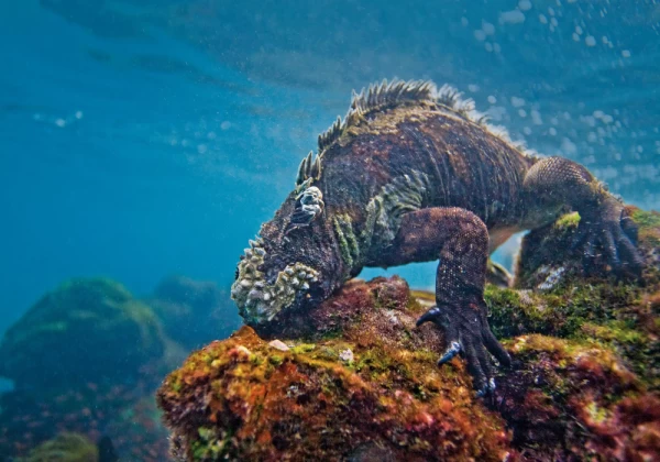 A Marine iguana feeding underwater on algae in the Galapagos Islands