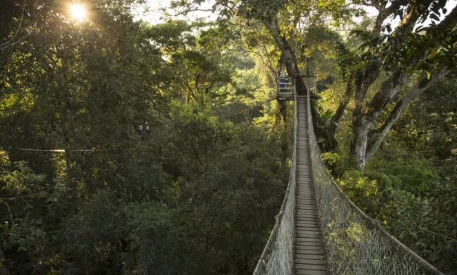 Inkaterra Canopy Walkway