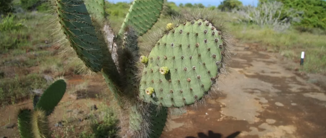 Cactus on Santiago Island
