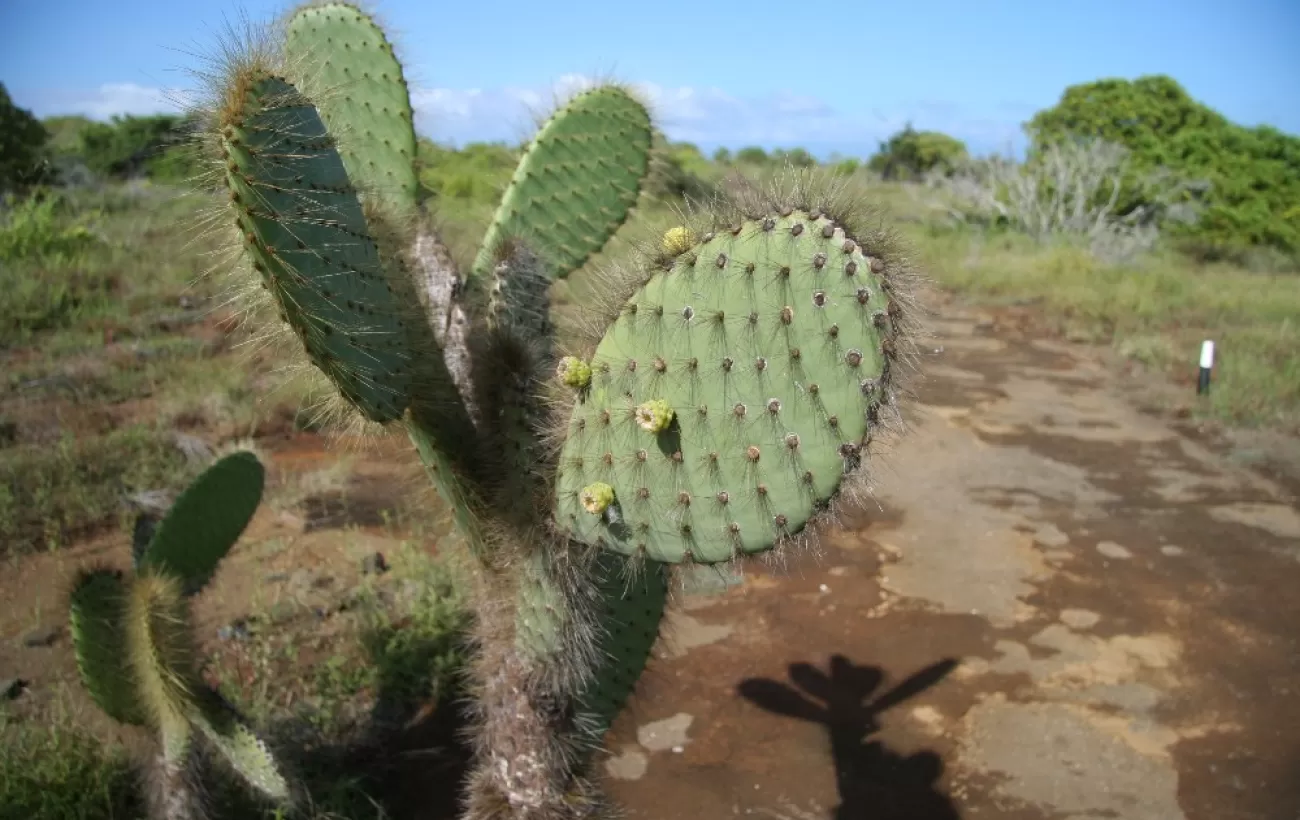 Cactus on Santiago Island