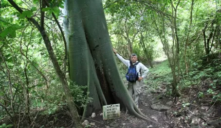 A fine example of the buttress root system