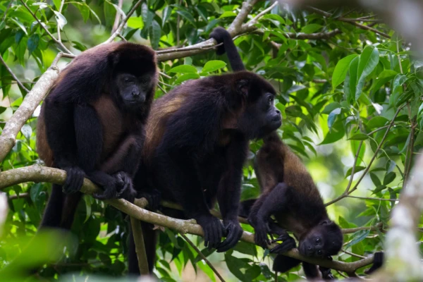 Howler Monkeys in Monkey River
