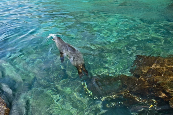 Sea Lion in Cerro Tijeretas