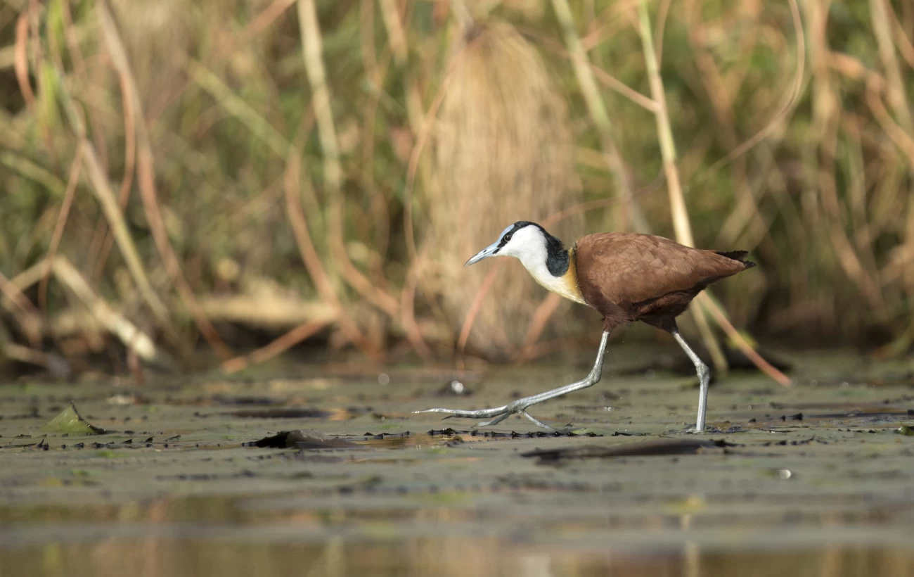African Jacana walking on the Chobe River, Kasane, Botswana