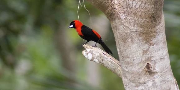 Masked Crimson Tanager in its natural habitat