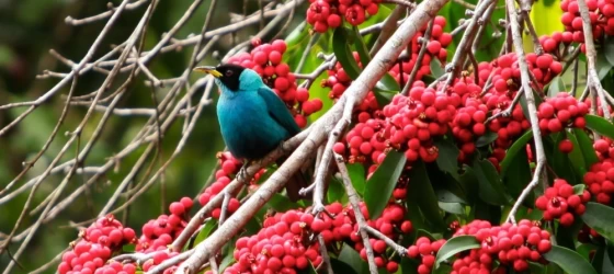 Bird perched in the Amazon rainforest