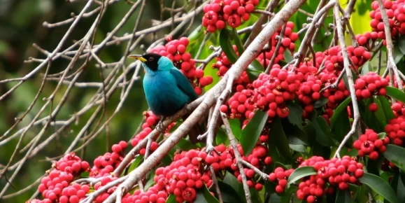 Bird perched in the Amazon rainforest