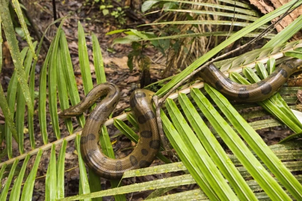 Snake spotted in the Amazon
