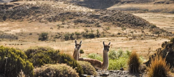 Guanacos in Patagonia National Park