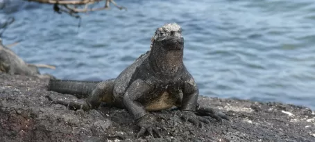 Marine iguana in the Galapagos