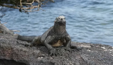 Marine iguana in the Galapagos