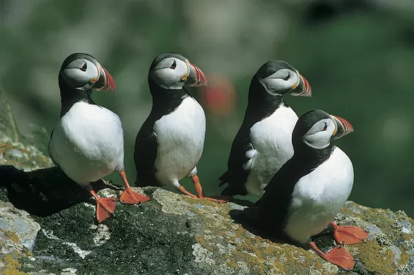 Puffin Birds relaxing in the sunlight