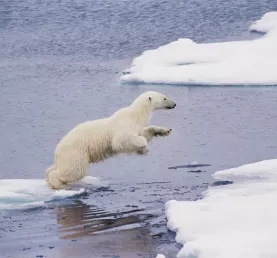 A polar bear leaps across ice floes