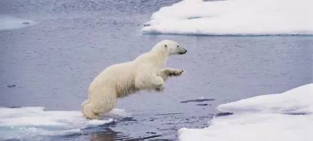 A polar bear leaps across ice floes