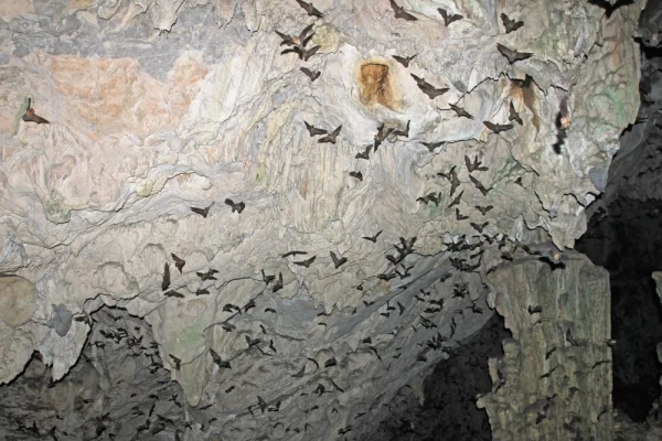 Bats flying in Lanquin Cave, Guatemala