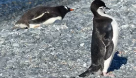 Gentoo and Chinstrap penguins on Half Moon Island