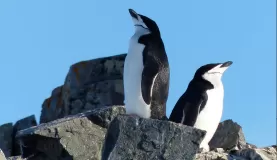 Chinstrap Penguins on Half Moon Island