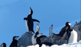 Chinstrap Penguins "singing" on Half Moon Island
