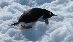 Gentoo penguin getting ready to eat snow