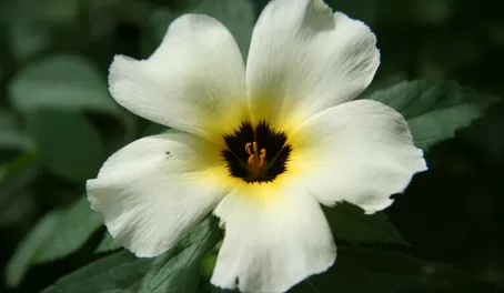 Flower at White Hills