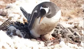 Gentoo penguin guarding egg