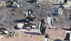 Gentoo penguins mating