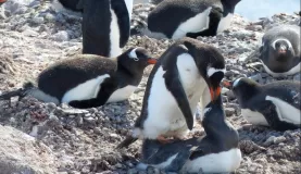 Gentoo penguins mating at Neko Harbour