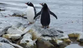 Gentoo Penguins at Danco Island