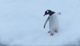 Gentoo Penguin struggling in the snow