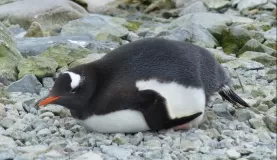 Gentoo Penguin resting