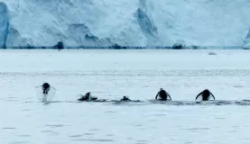 Penguins porpoising near Danco Island