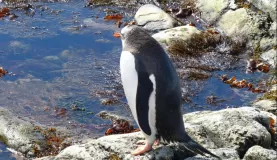 Gentoo Penguin at Mikkelsen Harbour