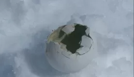 Broken penguin egg