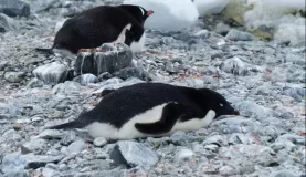 Gentoo and Adelie penguin on Ardley Island