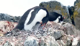 Feeding Gentoo penguin chicks on Ardley Island
