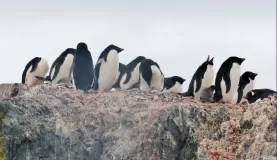 Adelie penguins with chicks o Ardley Island