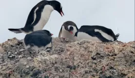 Penguins nesting on Ardley Island