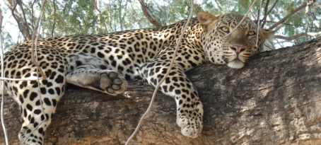 Tiger resting under a tree