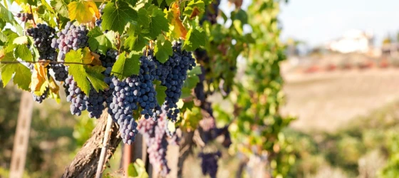 Vineyard in Greece