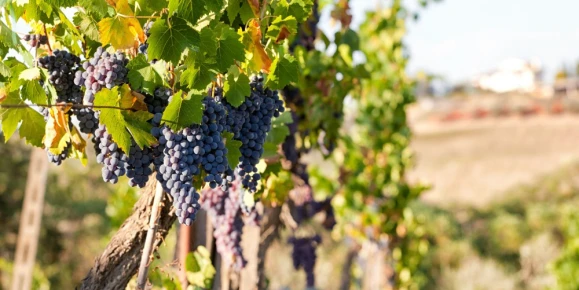 Vineyard in Greece