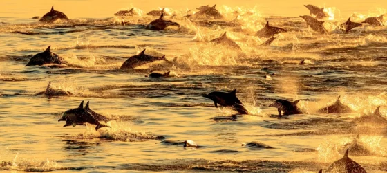 A pod of long-beaked common dolphins in the Sea of Cortez, Baja California, Mexico