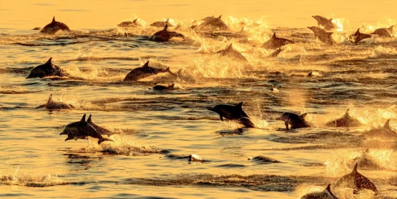A pod of long-beaked common dolphins in the Sea of Cortez, Baja California, Mexico