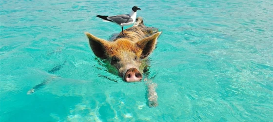 Pig Beach in Exuma, Bahamas where wild pigs swim in the clear turquoise waters