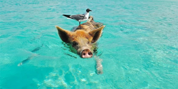 Pig Beach in Exuma, Bahamas where wild pigs swim in the clear turquoise waters