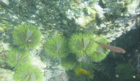 Underwater Galapagos