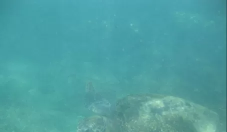 Underwater Galapagos
