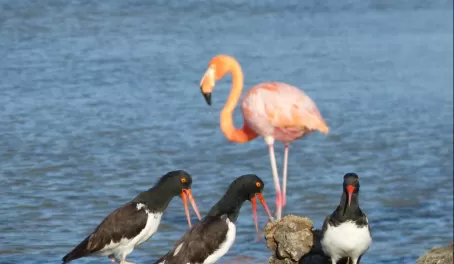Flamingo and sandpipers