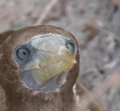 The Galapagos
