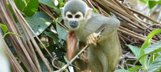 A young monkey in the Amazon