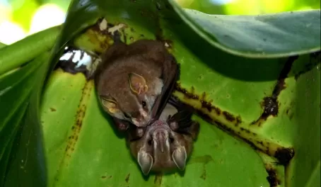 Bats hanging from the bottom of a leaf.